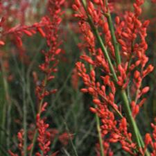 Hesperaloe parviflora
