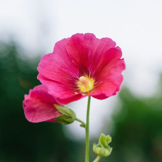 Alcea rosea fucsia