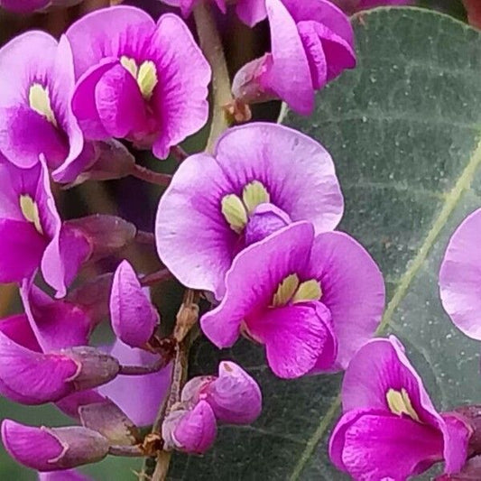 Hardenbergia rosada