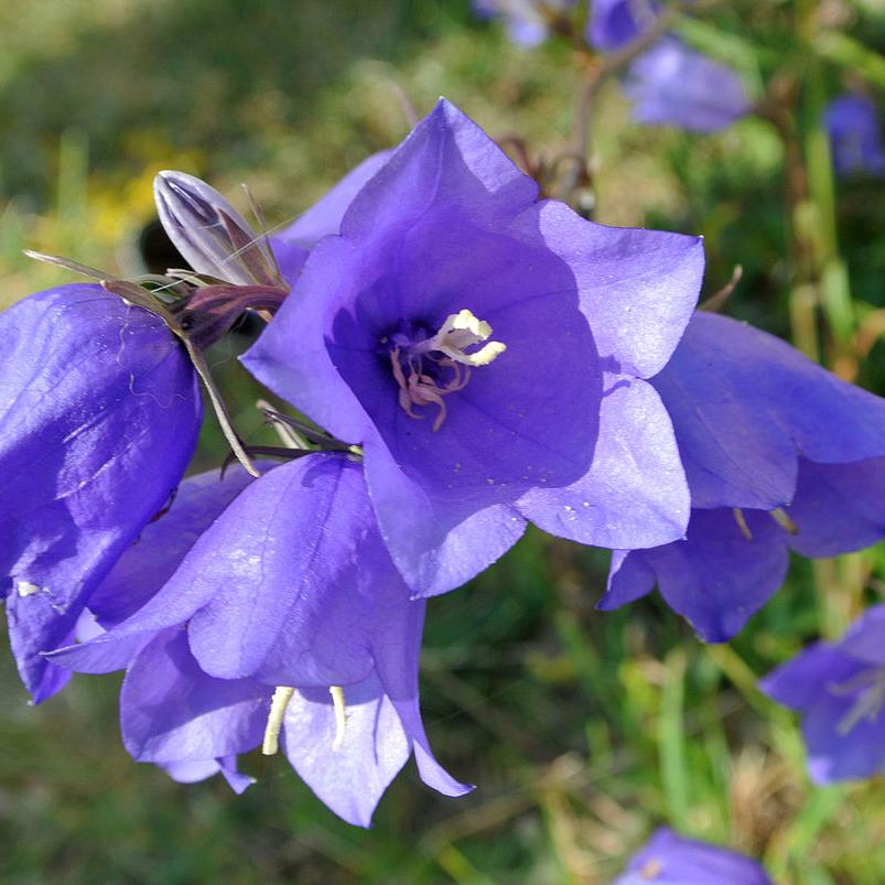 Campanula persicifolia - Azul