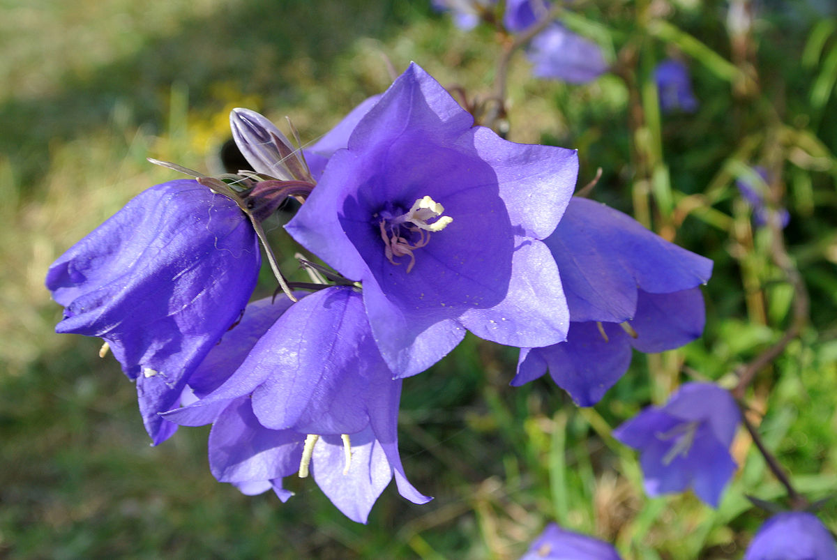 Campanula persicifolia