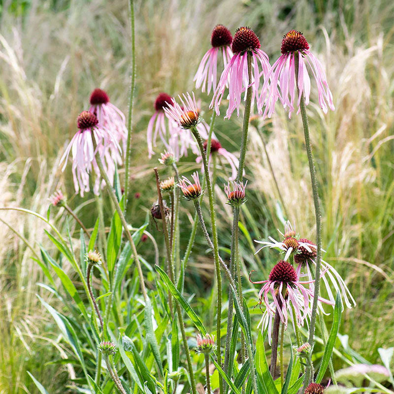 Semillas Echinacea Pallida