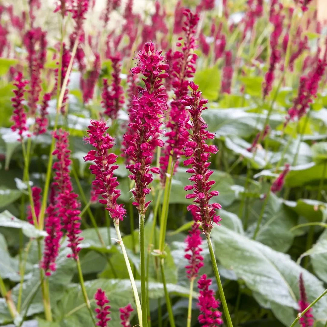 Persicaria amplexicaulis - Fucsia