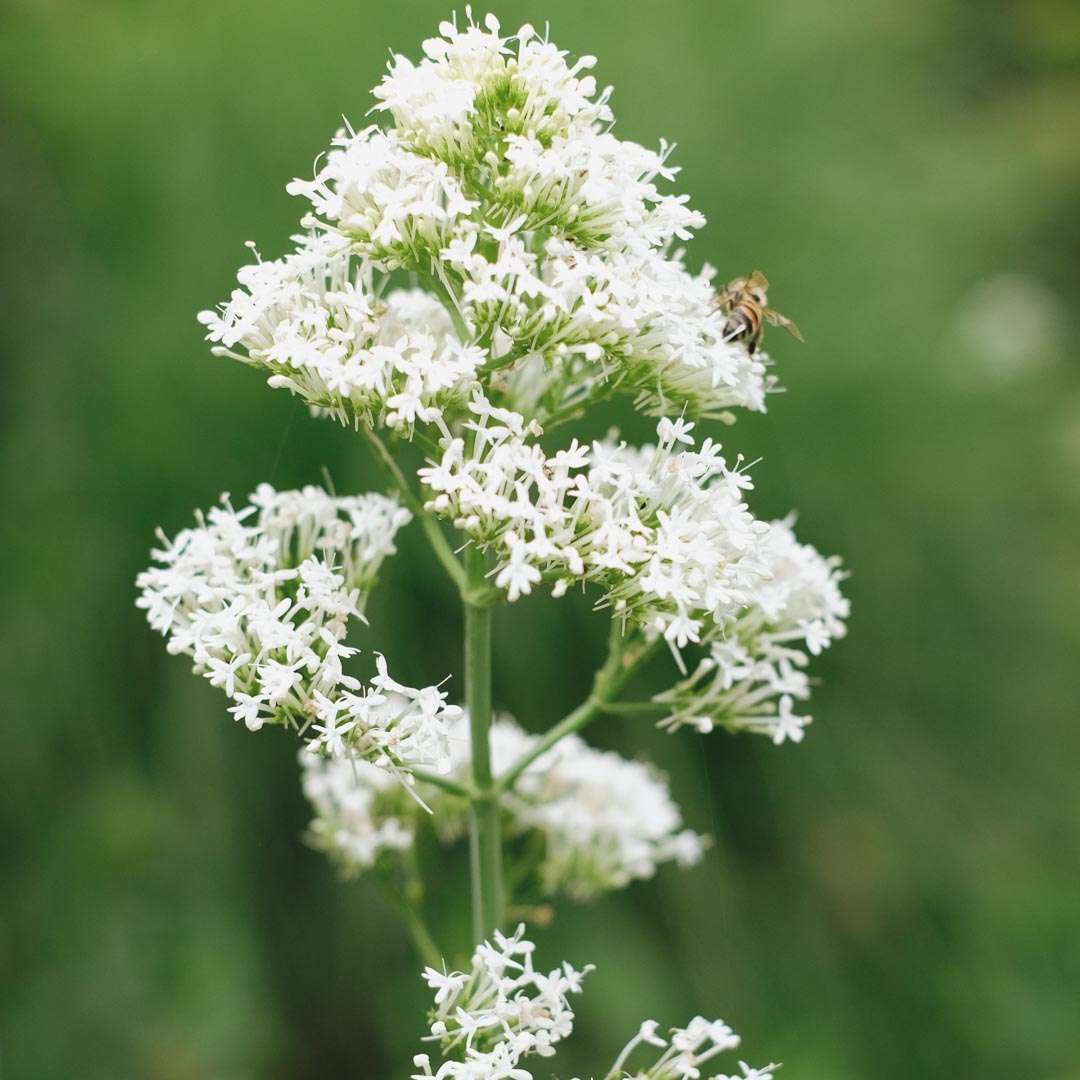 Centranthus ruber blanco - Blanco