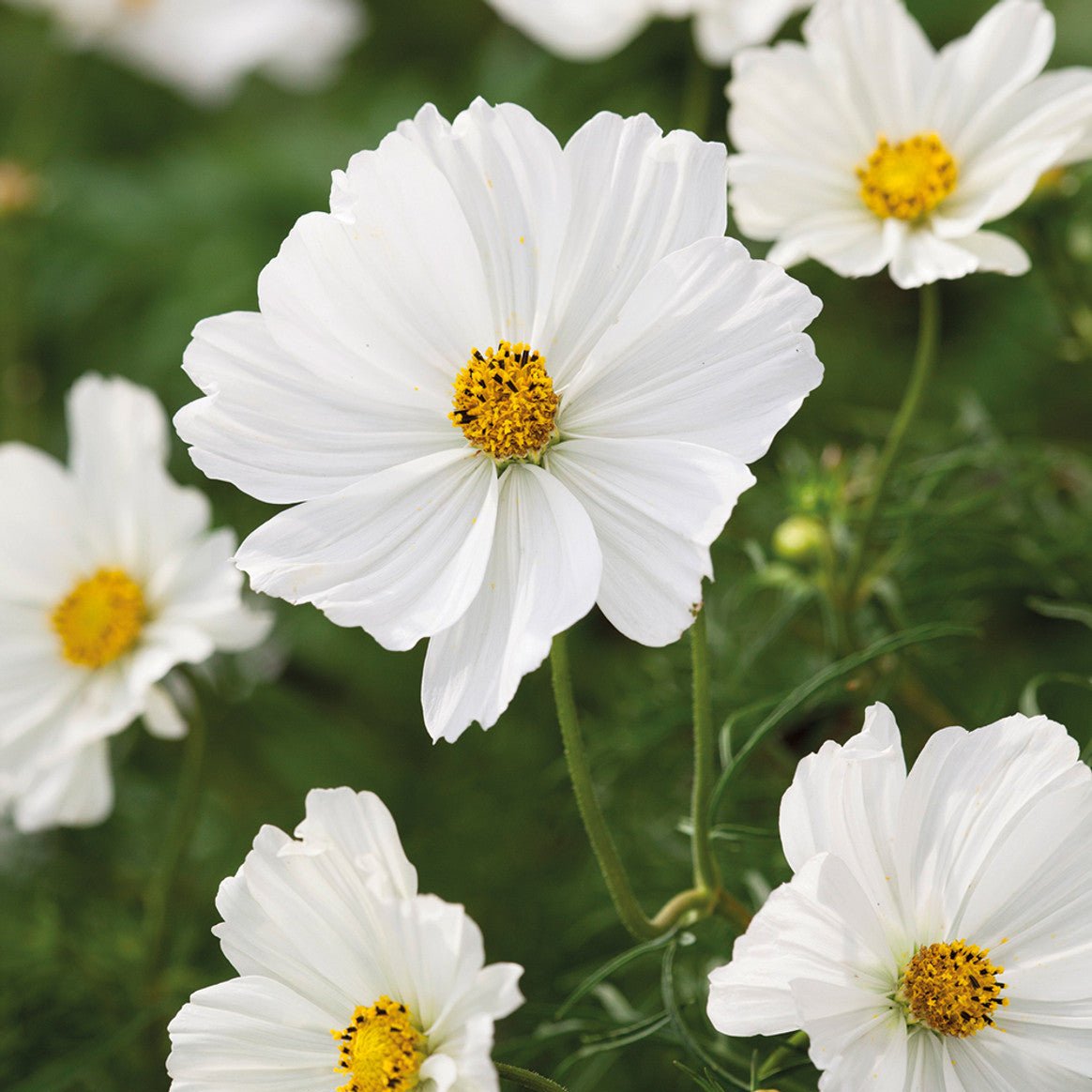 Semillas Cosmos Sensation Purity