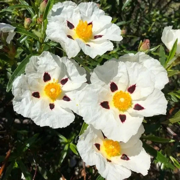 Cistus ladanifer
