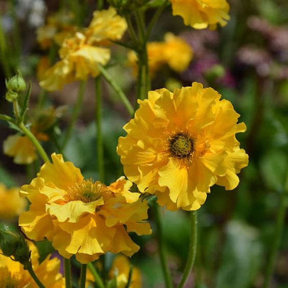Geum chiloense amarillo - Amarillo