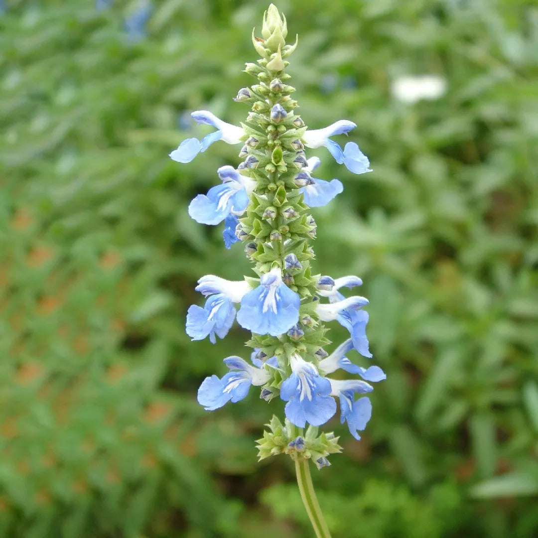 Salvia uliginosa