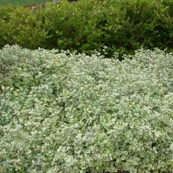 Helichrysum petiolare