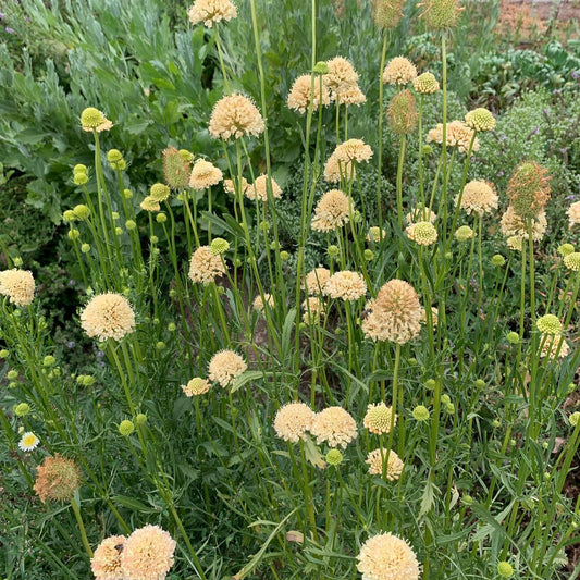 Scabiosa atropurpurea buttercream