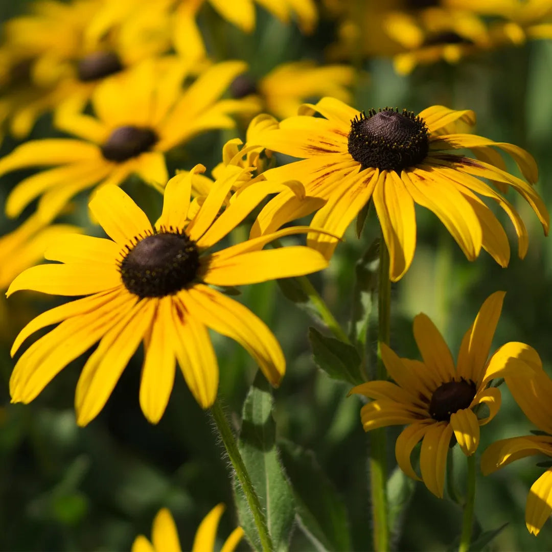 Semillas Rudbeckia Hirta