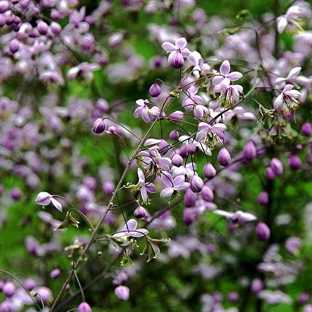 Thalictrum delavayi - Rosado