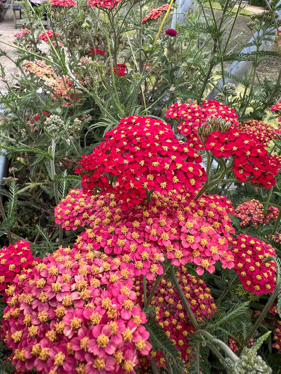 Semillas Achillea Rubra