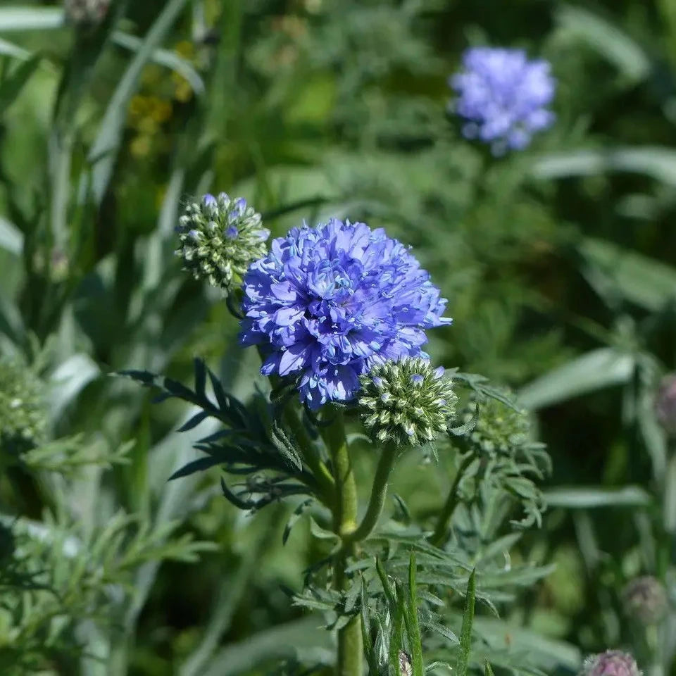 Semillas Gilia Globo