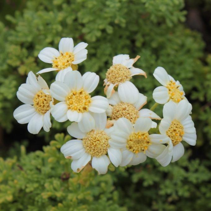 Bahia ambrosioides - Blanco
