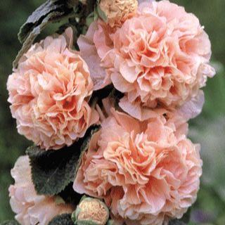 Alcea rosea 'Chater Chamois' - Rosado
