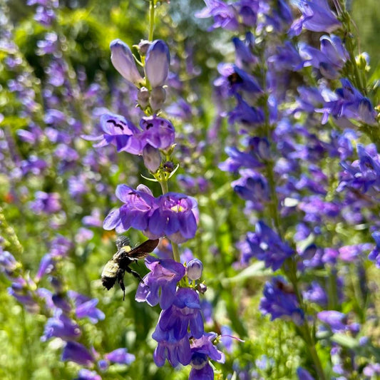 Semillas Penstemon de Montaña