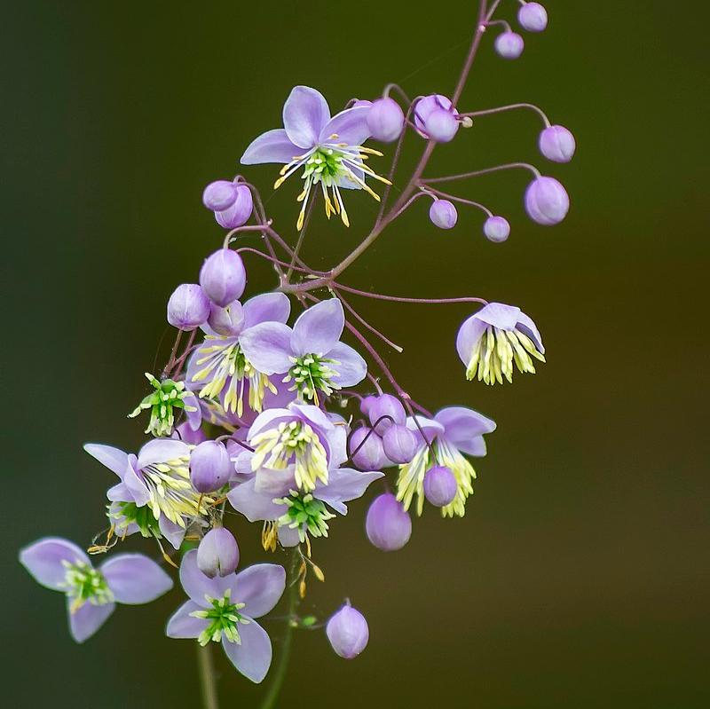 Thalictrum rochebruneanum