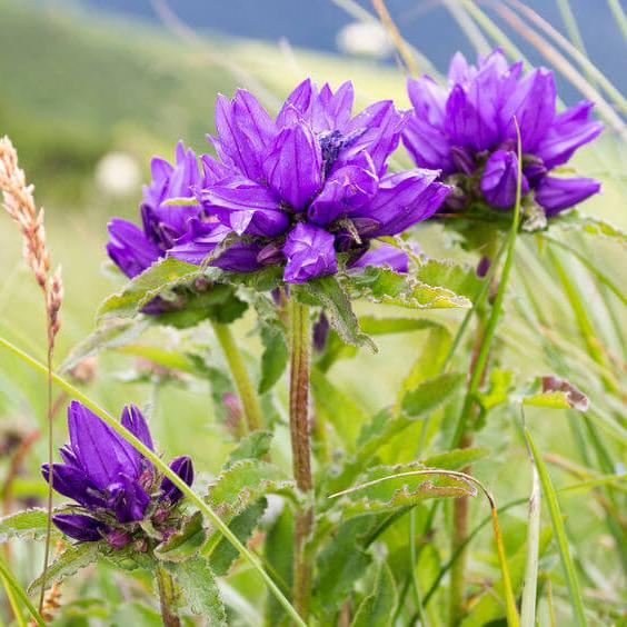 Campanula glomerata - Azul
