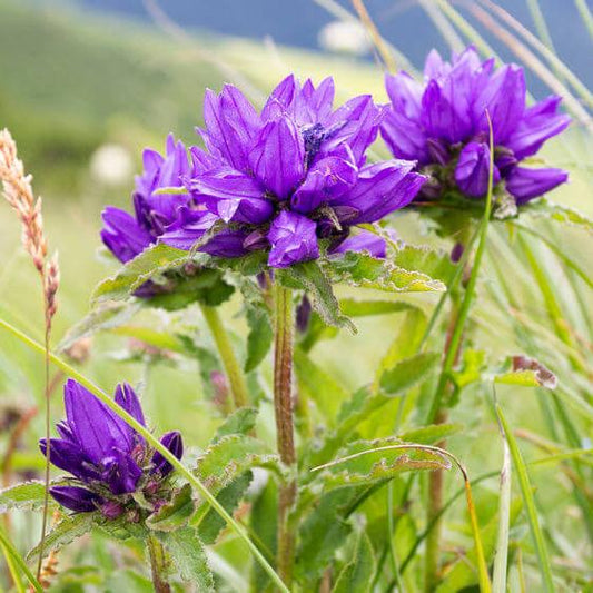 Campanula glomerata