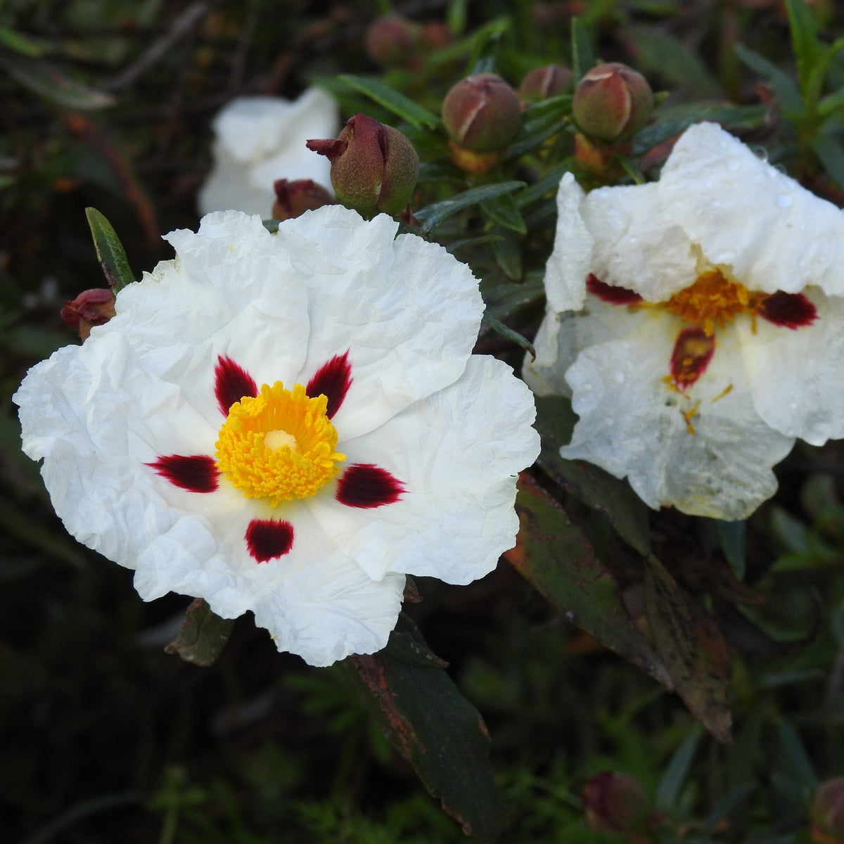 Cistus ladanifer - Blanco