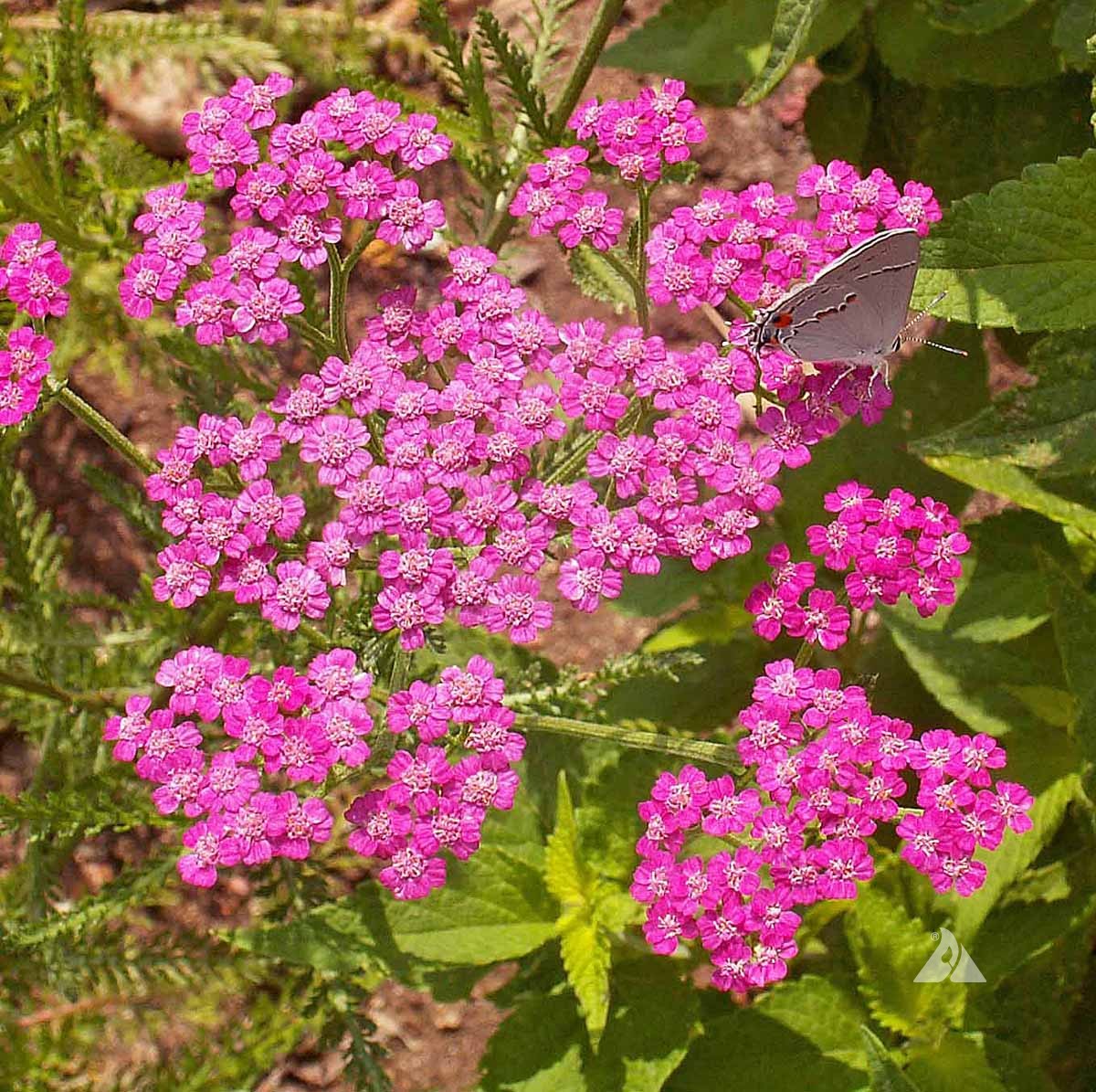 Semillas Achillea Rubra