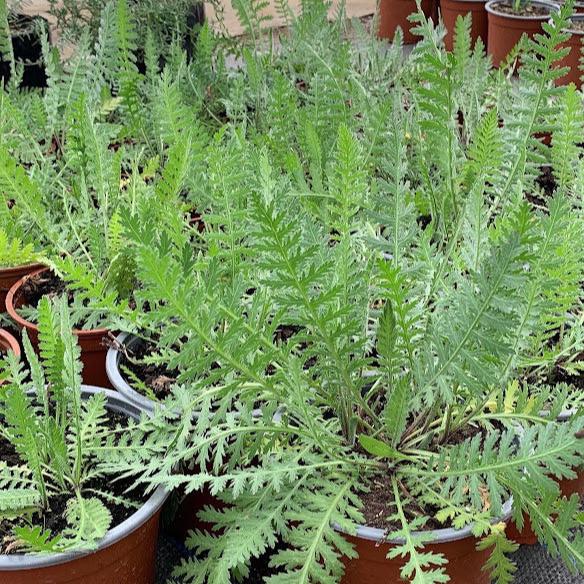 Achillea filipendulina