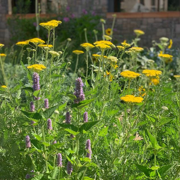 Achillea filipendulina