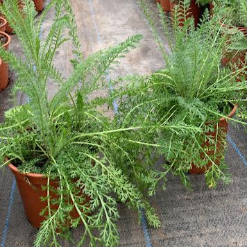 Achillea millefolium 'Cerise Queen'
