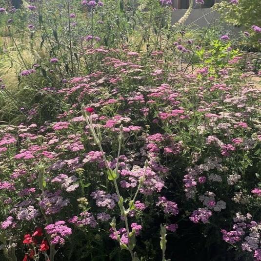 Achillea millefolium 'Cerise Queen'