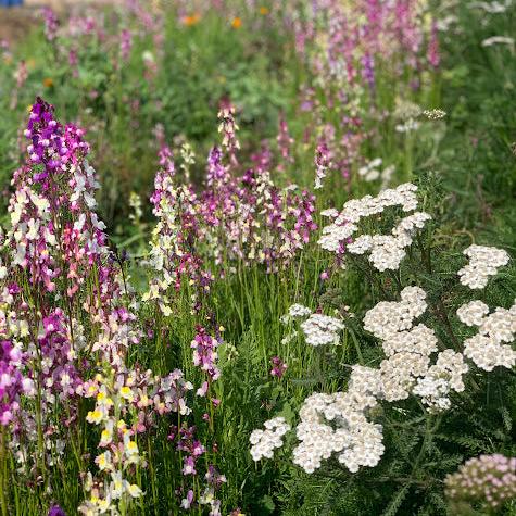 Semillas Achillea o Milenrama