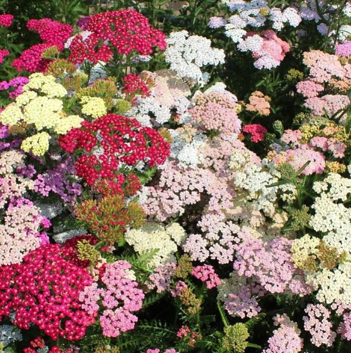 Achillea millefolium 'Colorado Mix' - Rojo