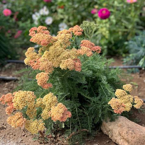 Achillea millefolium terracota - Rosado