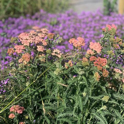 Achillea millefolium terracota