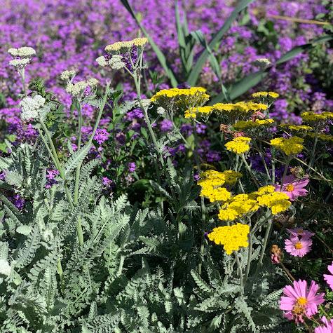 Achillea taygetea