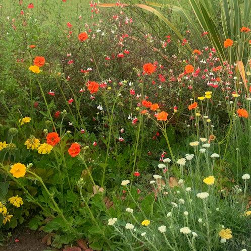 Geum chiloense amarillo
