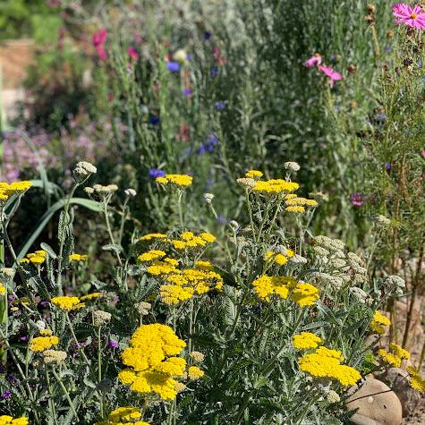 Achillea taygetea - Amarillo