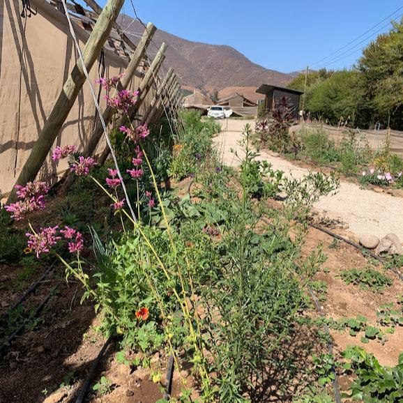 Agastache mexicana