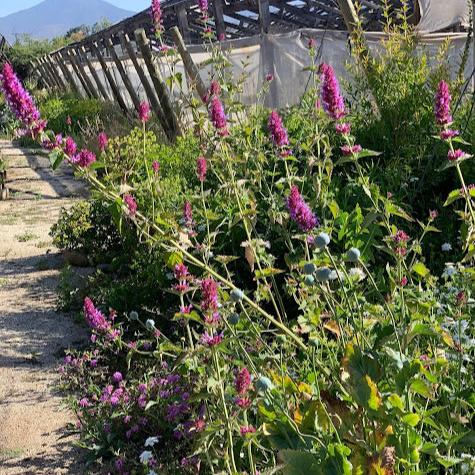Agastache mexicana