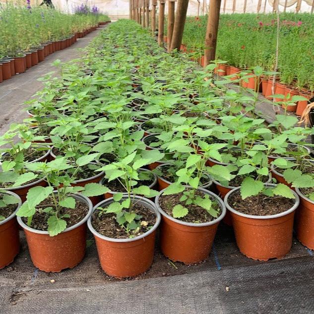 Agastache rugoso