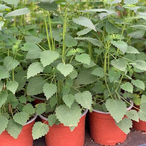 Agastache rugoso