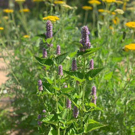 Agastache rugoso