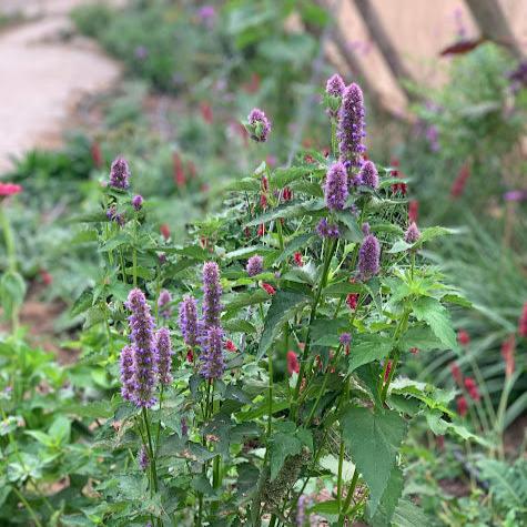 Agastache rugoso