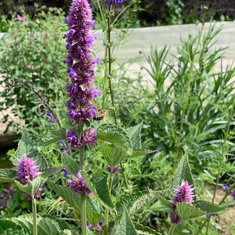 Agastache rugoso - Azul