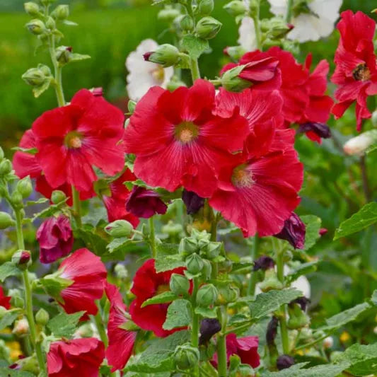 Alcea rosea 'Mars Magic' - Rojo
