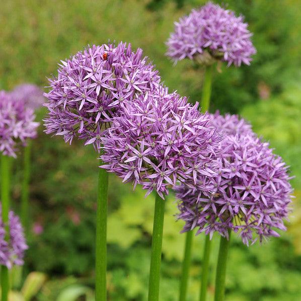 Allium sativum - Rosado