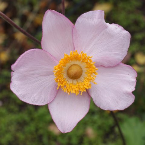 Anemone hupehensis rosada - Rosado