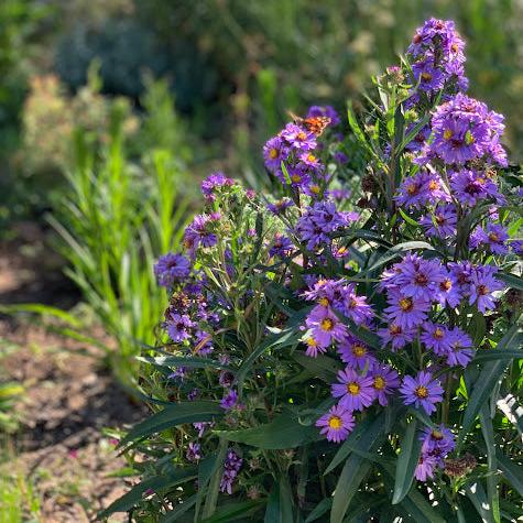Aster de Nueva Inglaterra - Azul