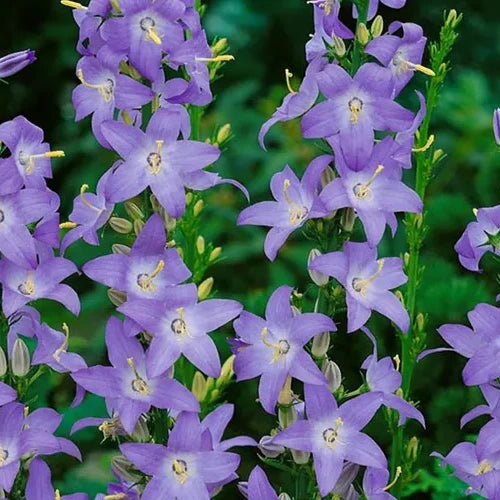 Campanula pyramidalis - Azul
