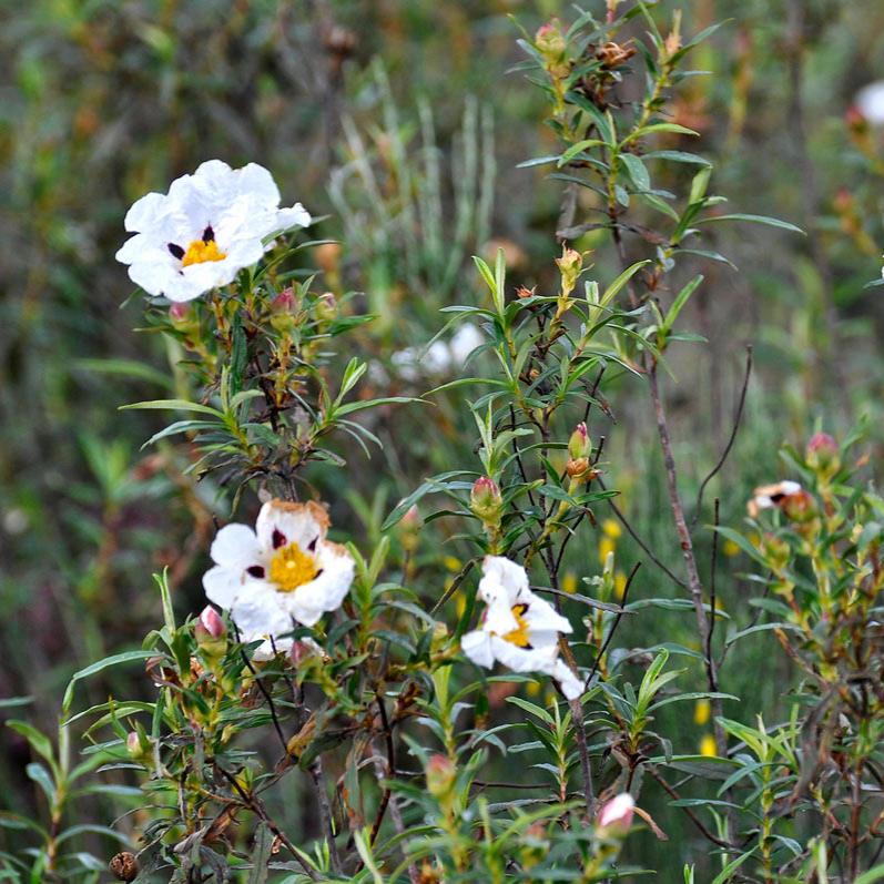 Cistus ladanifer
